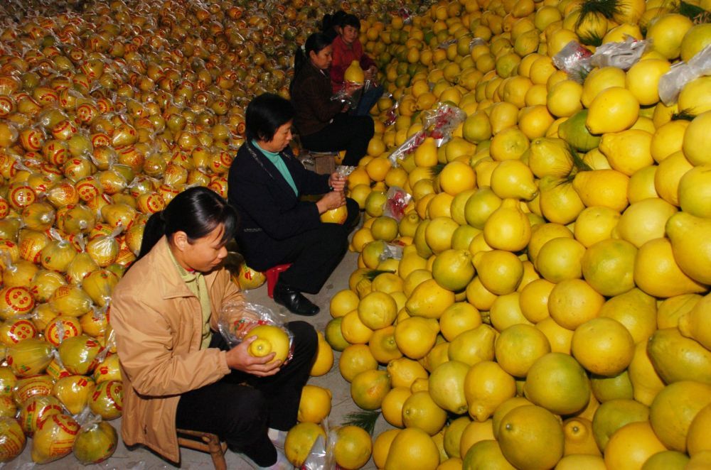 2007年12月1日,广东省梅县农民在包装柚子。