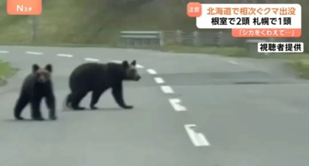 日本北海道等地熊害频传/图源：广州日报