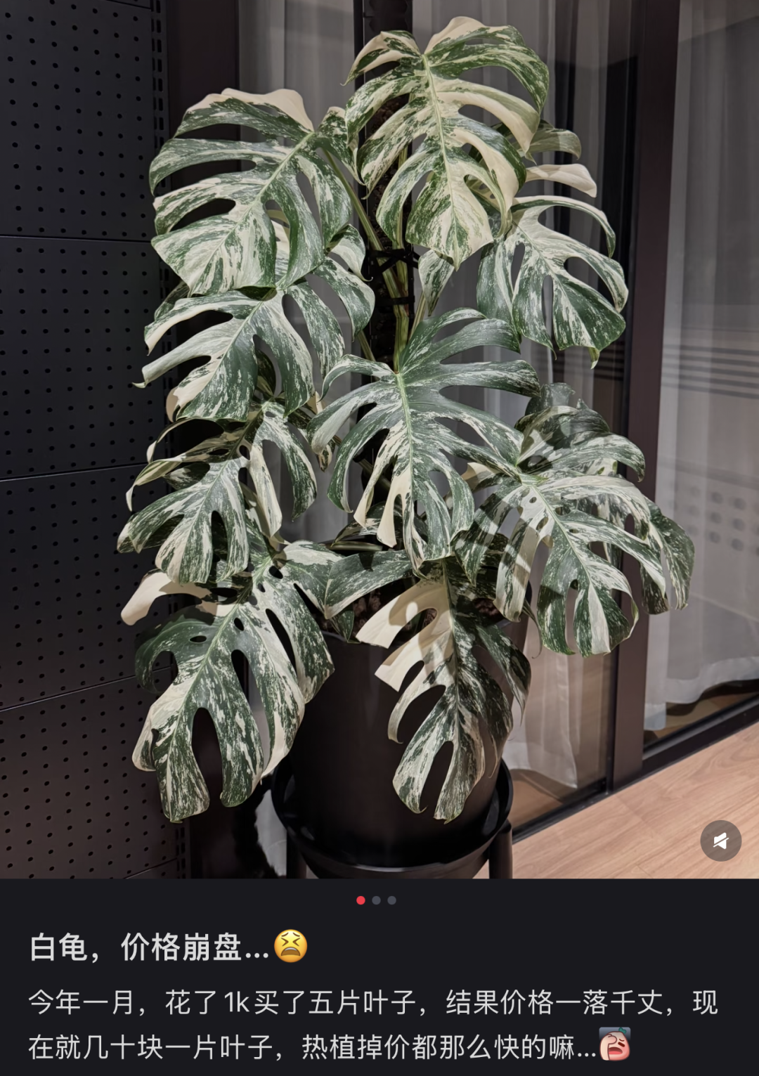 〓 图源小红书用户@酉月西行