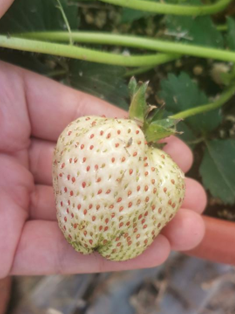 上图是未经过蜜蜂授粉的草莓因授粉不均匀导致的畸形（果实红色颗粒为授粉的瘦果，白绿色颗粒为未授粉瘦果）下图是蜜蜂自然授粉的草莓（无畸形），图源：作者种植拍摄