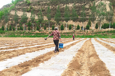 梁家河村民正在知青淤地坝田间劳作。图片来源：人民日报海外版