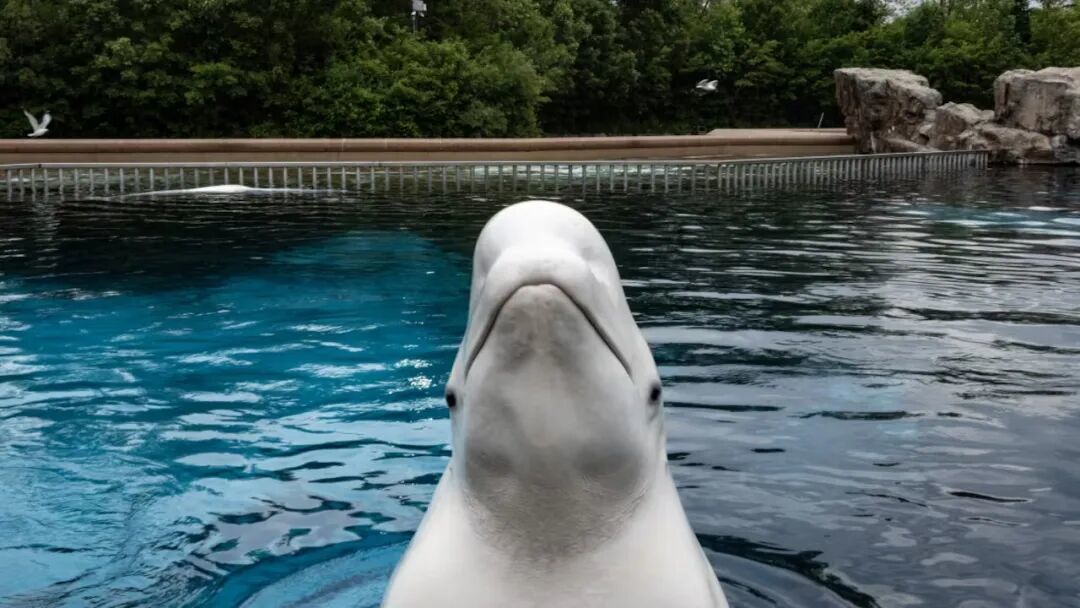 2023年,园区内的一头白鲸|Chris Young/The Canadian Press