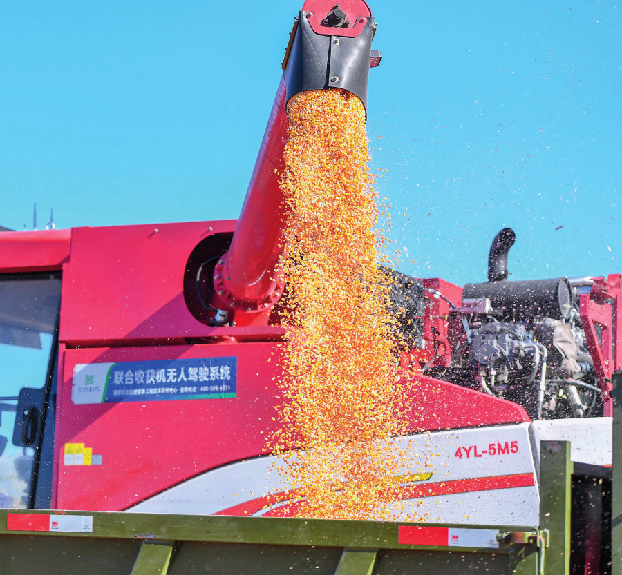 在中国科学院“黑土粮仓”科技会战长春示范区公主岭示范基地,无人驾驶农机将收获的玉米放入拖拉机(2023 年 10 月19 日摄)张楠摄 / 本刊