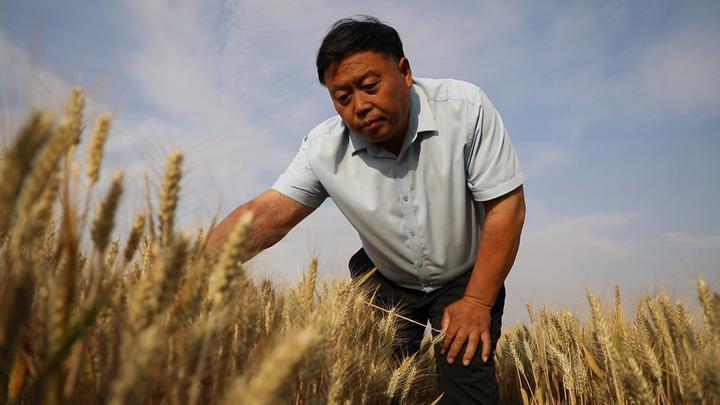 河南省滑县种粮大户、焕永种植农民专业合作社理事长杜焕永在查看小麦长势。新华社记者 姜亮 摄