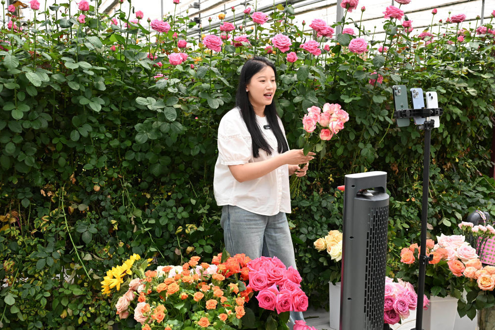 5月24日,在莒县招贤镇曲坊现代农业产业园的玫瑰基地,工作人员通过网络直播销售鲜切玫瑰花。新华社记者 马宁 摄