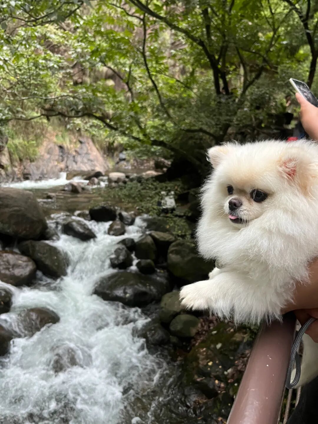 汤圆带着小狗蛋蛋在桐庐大奇山玩。 受访者供图