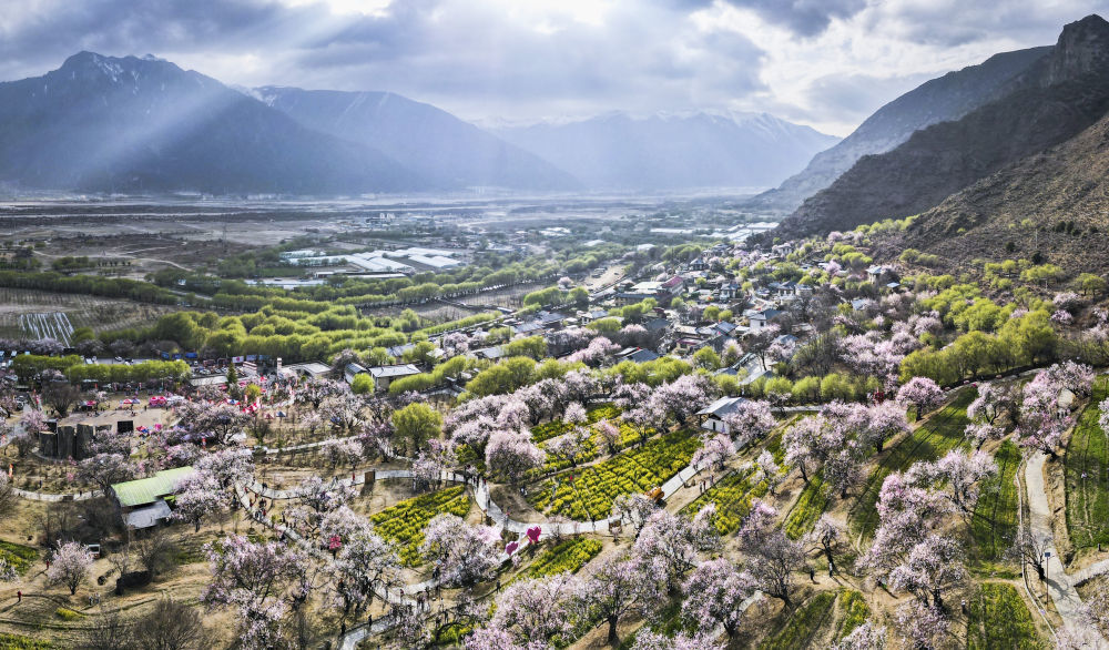 2025年3月29日在嘎拉村拍摄的桃花（无人机照片）。嘎拉村紧邻川藏公路，被称为西藏“桃花第一村”。