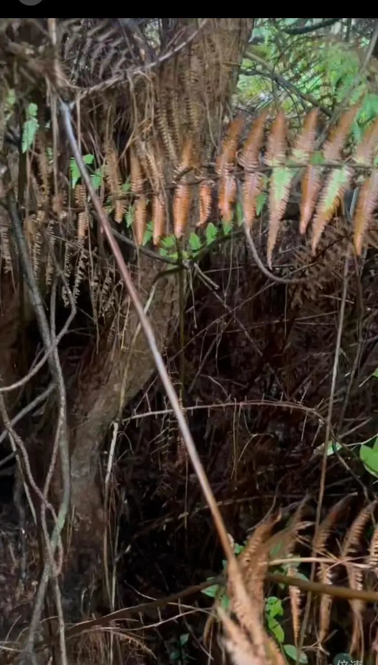 搜救现场植被十分茂盛