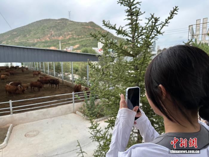 9月2日,图为台青参观昊康牧业平凉红牛养殖基地。王牧雨 摄