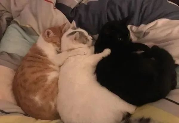 ▲5年对比照「2胖猫急速成长」淹过它 妈吓:橘猫无上限。 (图/网友李小姐提供,请勿随意翻拍,以免侵权。 )