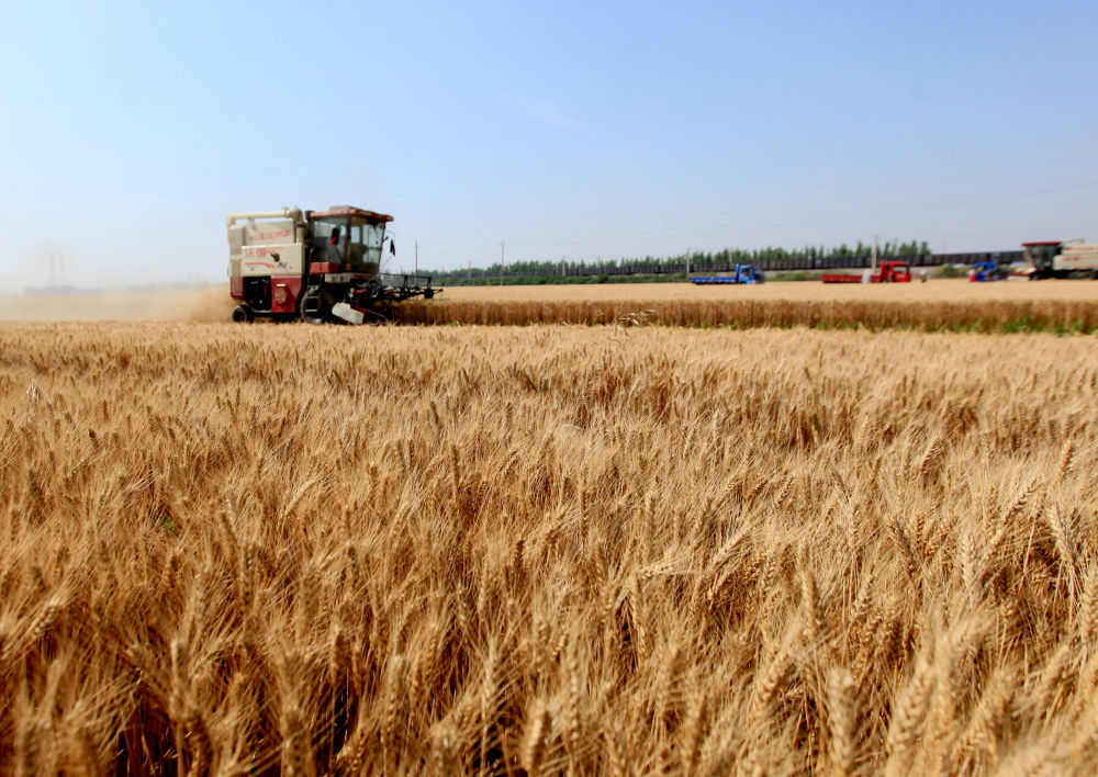 6月12日，在山东省临沂市平邑县绿顺家庭农场，农机手驾驶农机收割小麦。新华社发（武纪全摄）