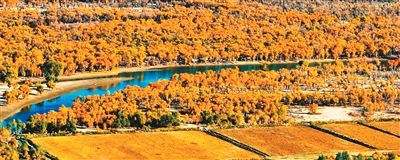 金秋时节，库车市塔里木胡杨林绚烂如画，金黄的胡杨林倒映在静谧的水面上，构成一幅迷人的秋日画卷。