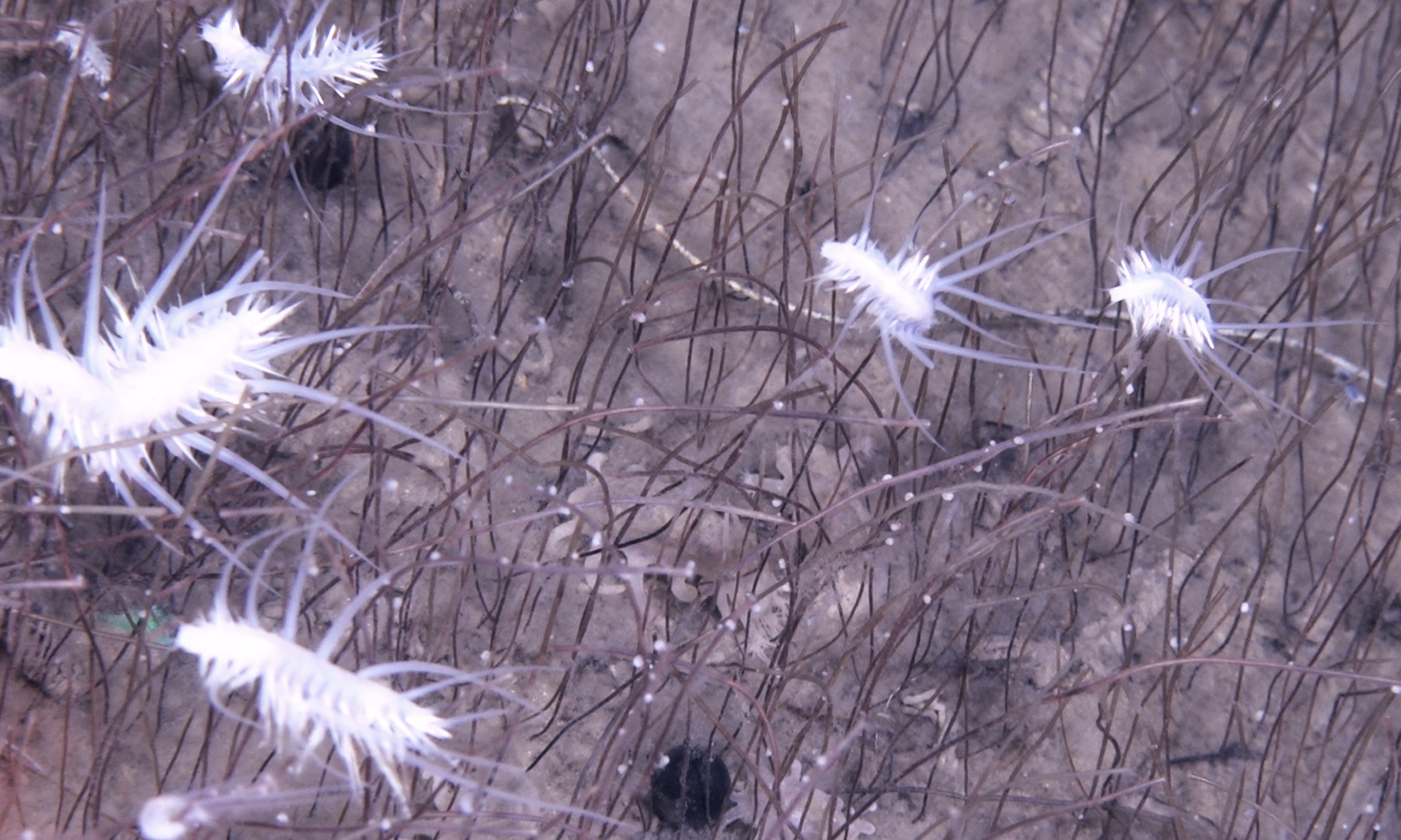 堪察加海沟化能生命群落。(中国科学院深海科学与工程研究所供图)