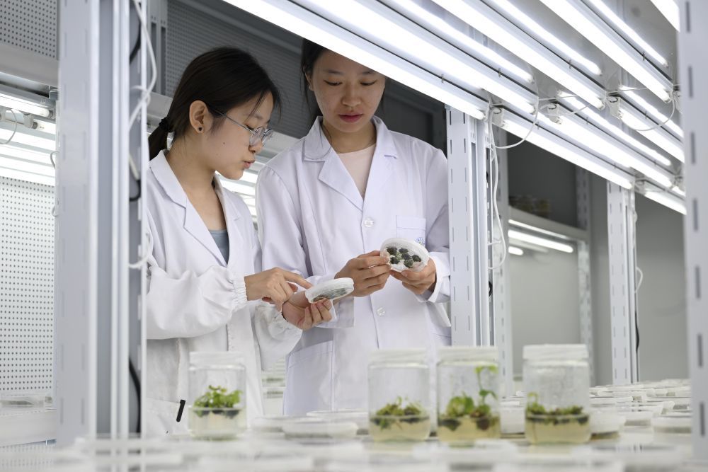 2025年7月6日,研究人员在位于安徽省宿州市的黄淮海(宿州)种业科技谷南京农业大学大豆生物育种中心人工气候室观察育种材料生长情况。新华社记者 黄博涵 摄