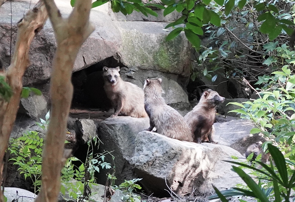 貉出没于假山区域。张慧 摄