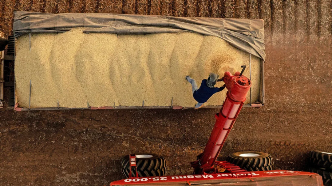 在巴西戈亞斯州奧里藏達的一座農場里,工人們正忙著收割大豆