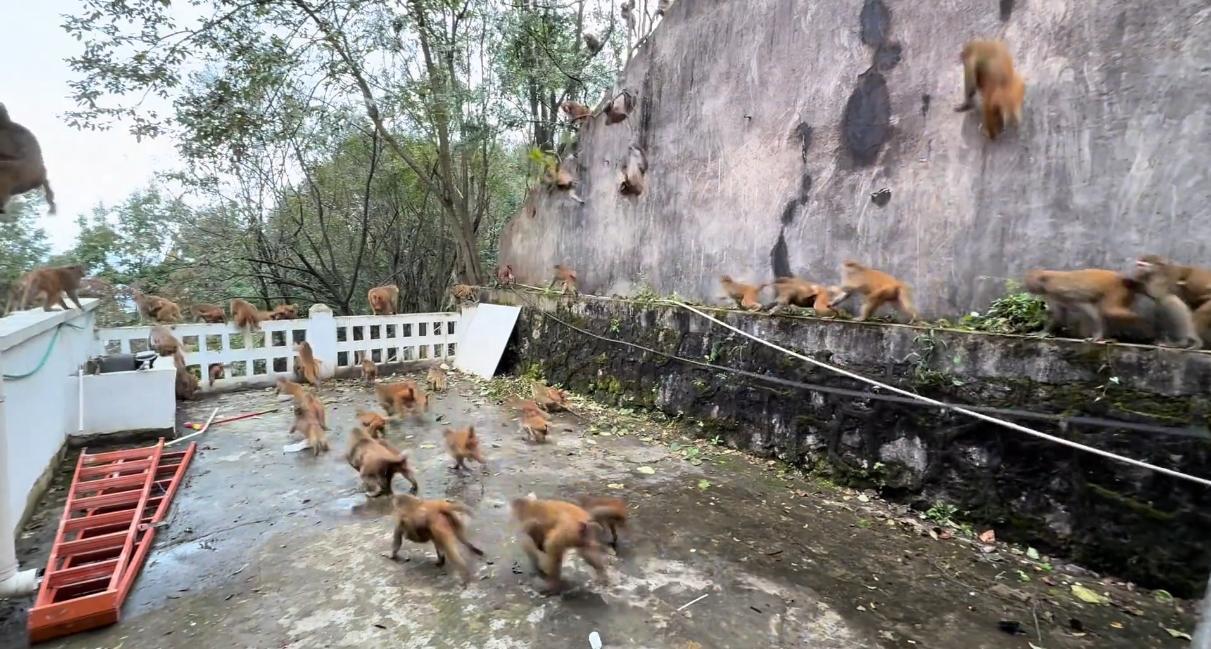 ▲猴群冲下山 网传视频截图