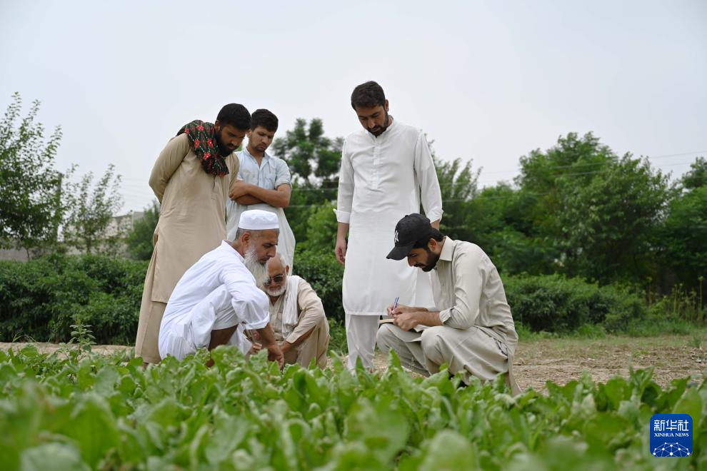 8月13日,在巴基斯坦东部旁遮普省阿塔克县,巴基斯坦农业技术人员查看农田中引进自中国天津的花椰菜苗。 新华社发(达尼亚勒·汗·贾敦摄)
