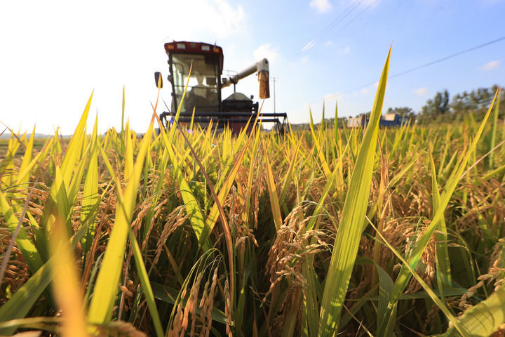 2025年10月16日,在江苏省连云港市赣榆区城头镇中青墩村,种植户驾驶收割机抢收水稻。新华社发(司伟摄)