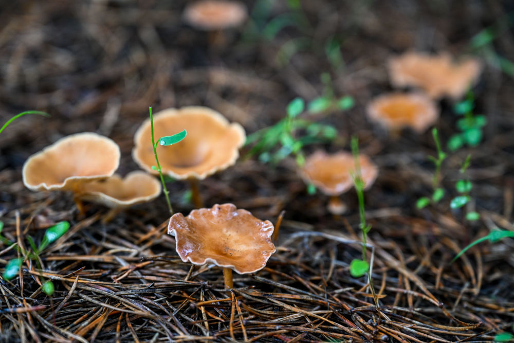 这是在内蒙古通辽市科尔沁左翼后旗的科尔沁沙地“双百万亩”综合治理工程努古斯台项目区内，樟子松林下生长的蘑菇（2024年8月3日摄）。新华社记者 连振 摄