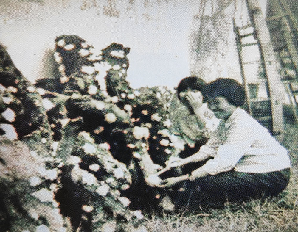 露天栽培段木银耳现场。新华社发