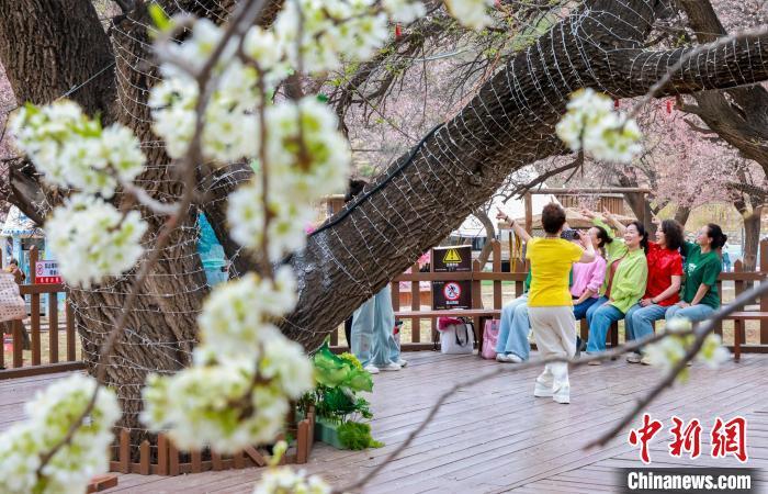 图为游客在乌素图杏花谷打卡拍照。　王劭凯 摄