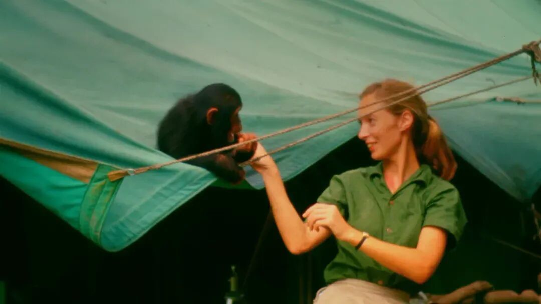 《珍·古道爾的傳奇一生》劇照