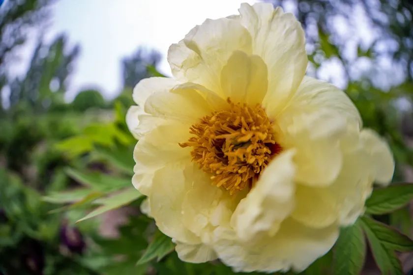 老蛙8-15mm F2.8鱼眼镜头评测 超广角的奇幻之眼