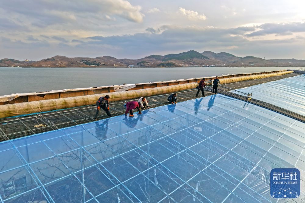 ↑ 12月11日,在山东省烟台市福山区张格庄镇,农民为樱桃大棚更换新的塑料薄膜(无人机照片)。新华社发(孙文潭摄)