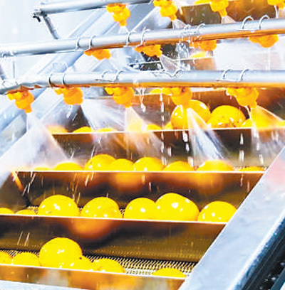 小柚子长成大产业(乡村观察)——对三地柚子产业链的一线探访