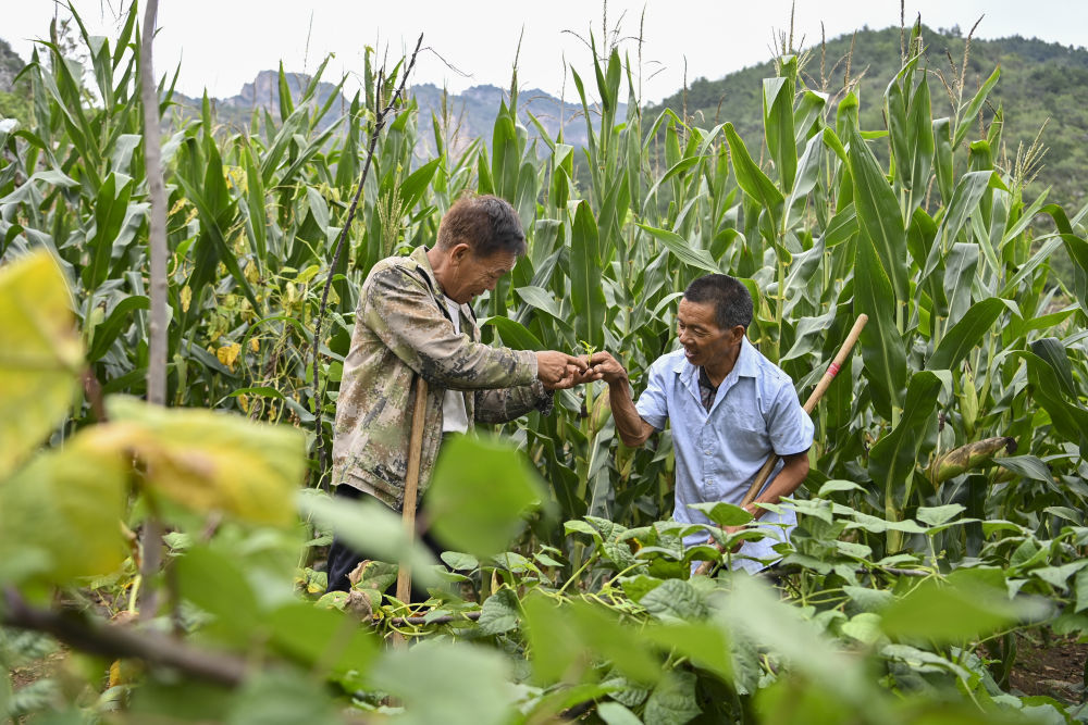 ↑村民桑建平（左）通过手势告诉秦海松野草和蔬菜的区别（2025年8月27日摄）。
