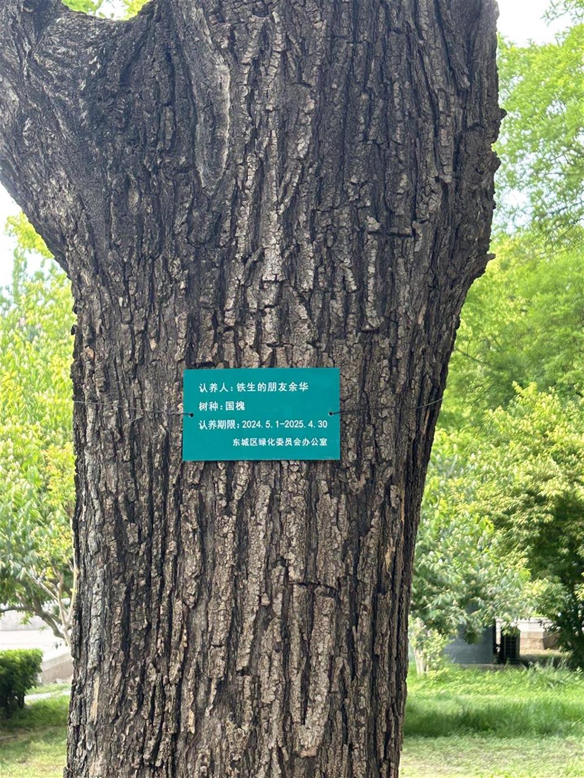 “铁生的朋友余华”树