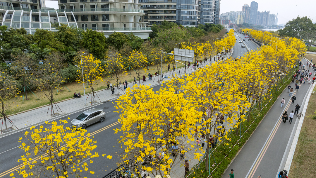 广州环岛路上，黄花风铃木盛开。（图/视觉中国）