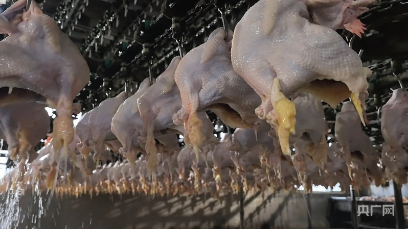 “义兴张”道口烧鸡制作已实现半自动化(央广网发 张羲轮 摄)