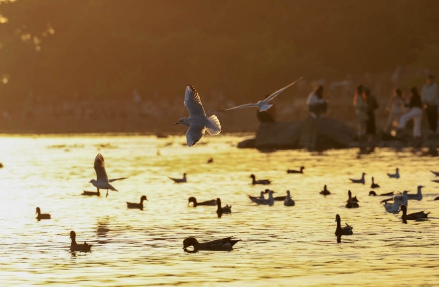 深圳,日落时分,大批黑脸琵鹭、斑嘴鸭、反嘴鹬等越冬候鸟陆续抵达深圳湾畔。