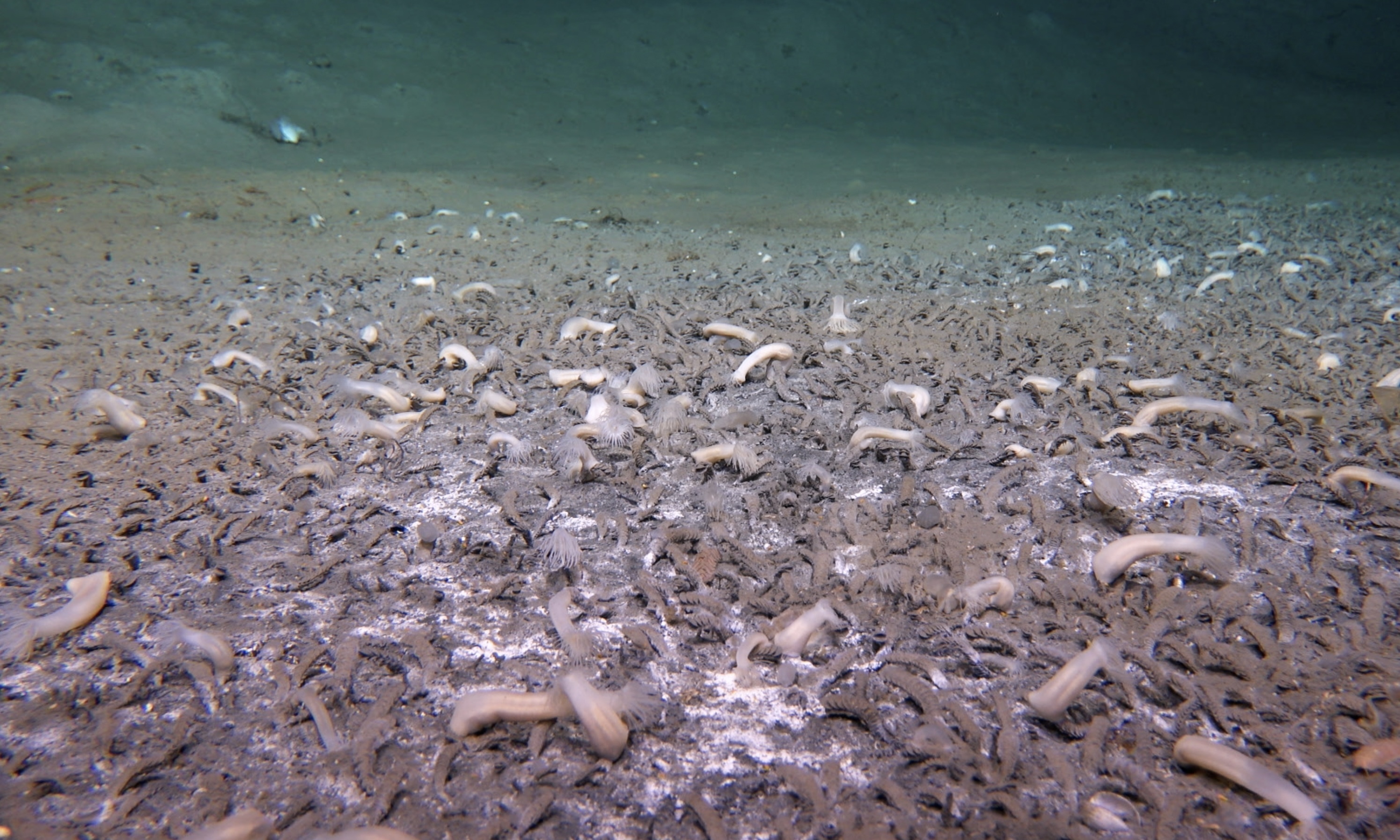 阿留申海沟化能生命群落。(中国科学院深海科学与工程研究所供图)