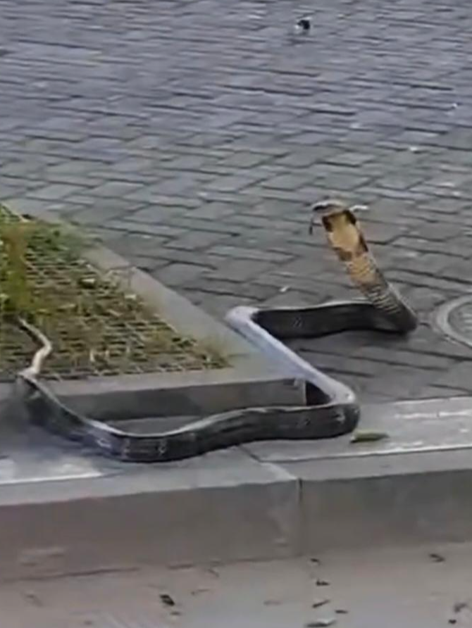 ▲街道上出现的眼镜王蛇