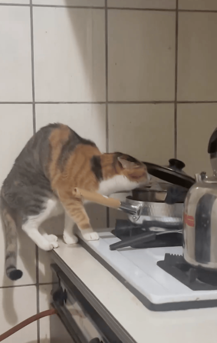 这猫还会偷喝汤~