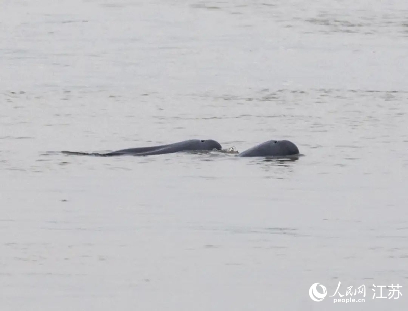 在南京长江新济洲国家湿地公园拍到的江豚。人民网记者 王丹丹摄