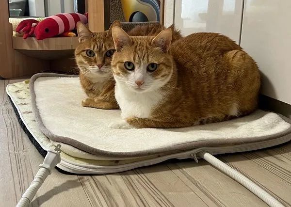 ▲奴才拔电热毯插头 惨遭「大橘双煞」死亡凝视他立刻求饶。 (图/翻摄自X/@kunyan_kainyan)