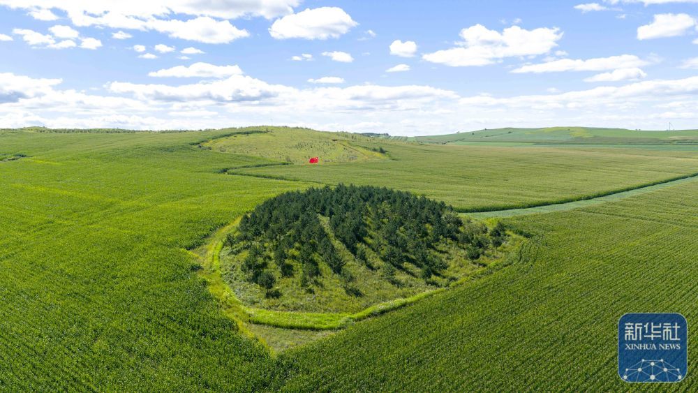 ↑这是8月23日在内蒙古呼伦贝尔市阿荣旗六合镇拍摄的田野中的“红军岗”(无人机照片)。新华社记者 马金瑞 摄
