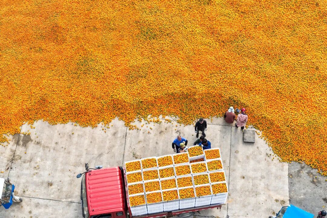 11月15日,臺州市三門縣浦壩港鎮圩岙村,工人們將收購的新鮮柑橘裝車,準備運往市場銷售 圖源:潮新聞客戶端