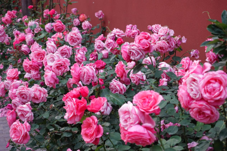 北京路旁的月季花丛。环球网记者 陈全 摄