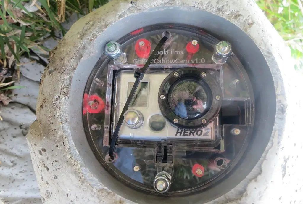 《权游》中灭绝一万年的冰原狼被复活,但我不觉得这是好事