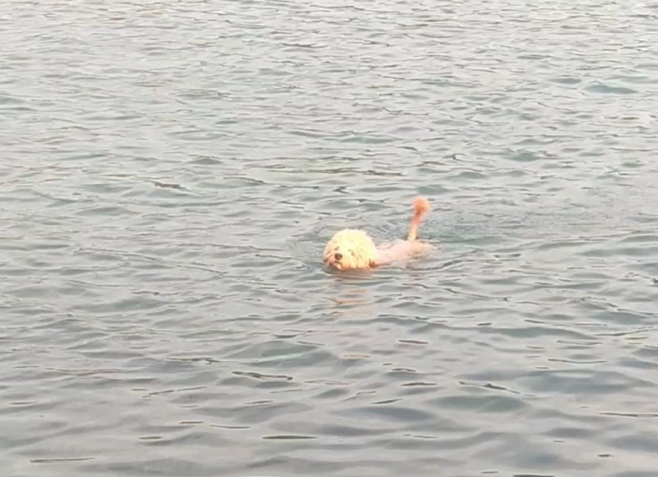 尖岗水库成为野泳聚集地 来源：大河报
