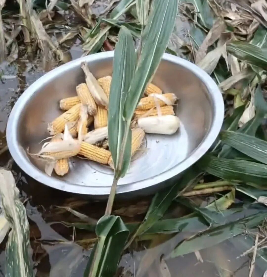 河南商丘永城，有农户用盆运出玉米（图/受访者提供）