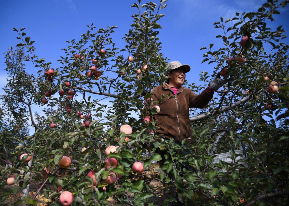 11月4日，果农在陕西省榆林市横山区赵石畔镇一处果园采收苹果。新华社记者张博文 摄