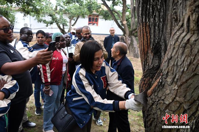 图为学员在皋兰什川古梨园体验当地传统养树技艺“刮树皮”　中新社记者　九美旦增　摄