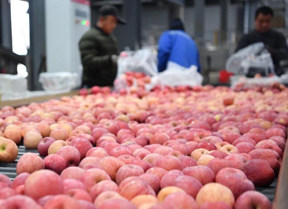 延安市洛川县一家果业企业工作人员在生产车间分拣苹果。新华社记者 张博文 摄