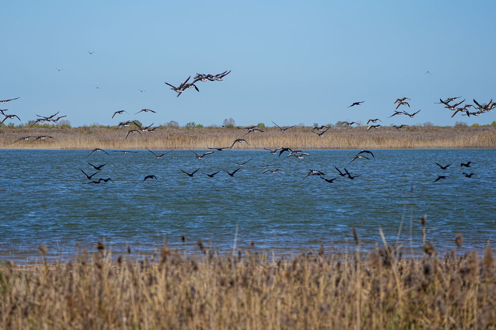 2025年11月13日,越冬候鸟在山东黄河三角洲国家级自然保护区飞翔。新华社记者 朱峥 摄